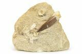 Fossil Plesiosaur (Zarafasaura) Tooth in Rock - Morocco #264615-1